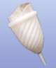 Filtering Funnel with Re-usable Filtering Cloth